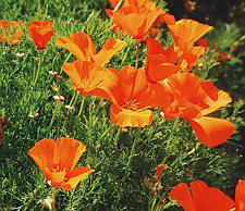 poppy