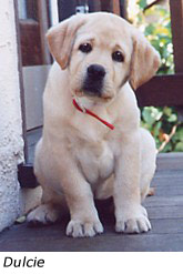 Dulcie